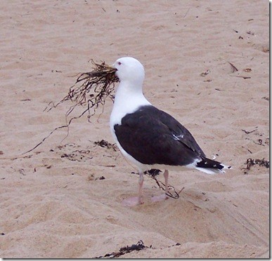 sea