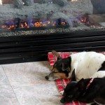dogs-fire_thumb