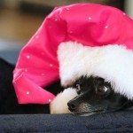 santa-paws_thumb