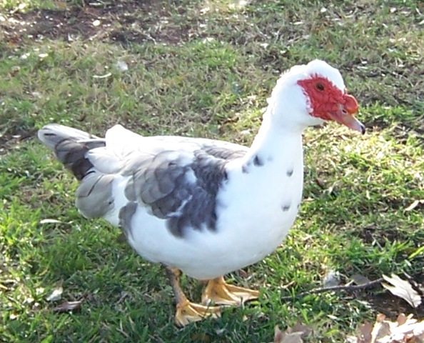 duck mixed with chicken