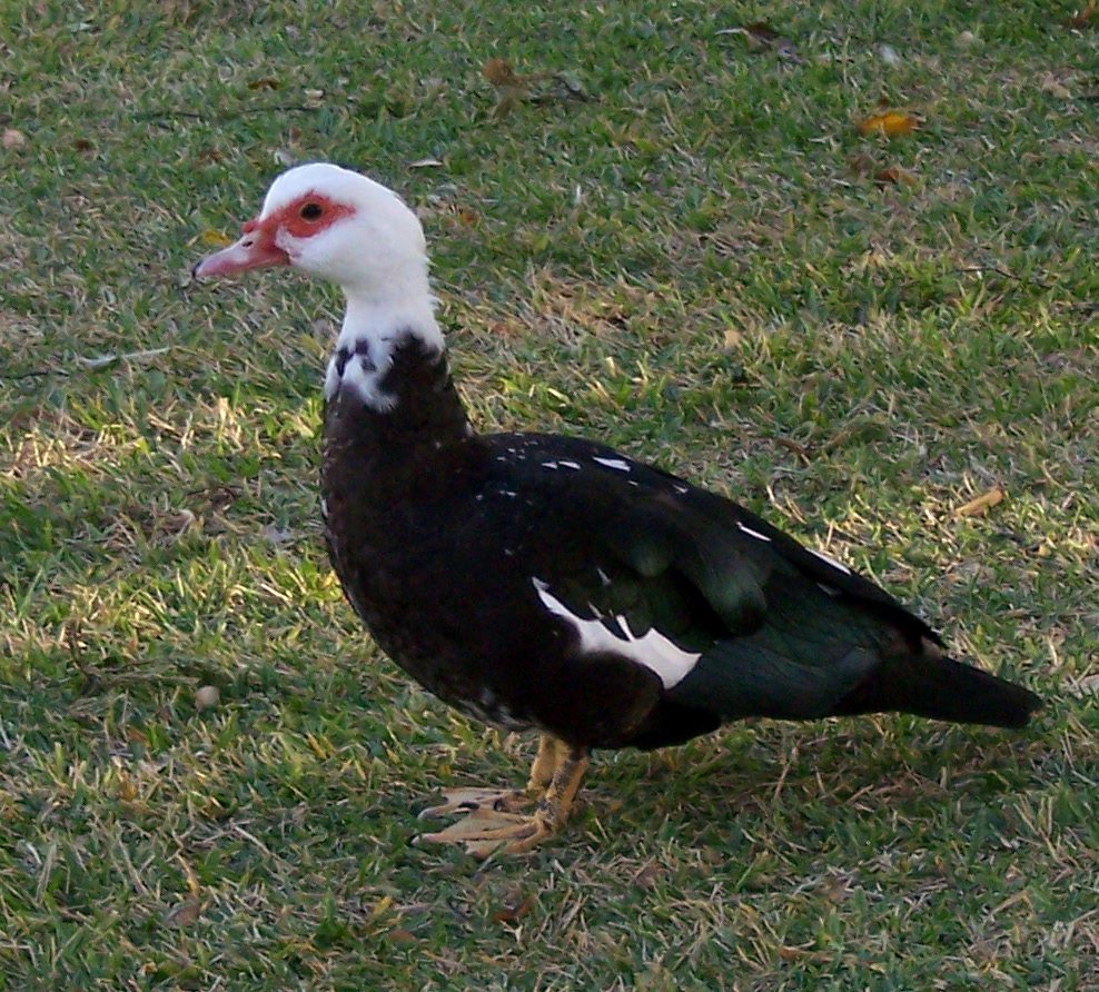 ducks that look like chickens