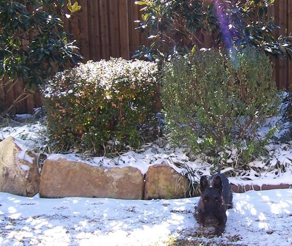 snow in texas