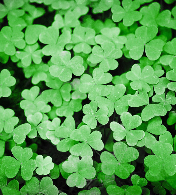 Shamrocks