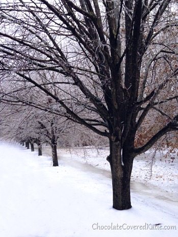 winter tree