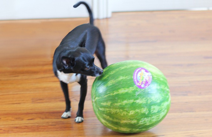 puppy watermelon