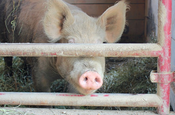 rescue pig