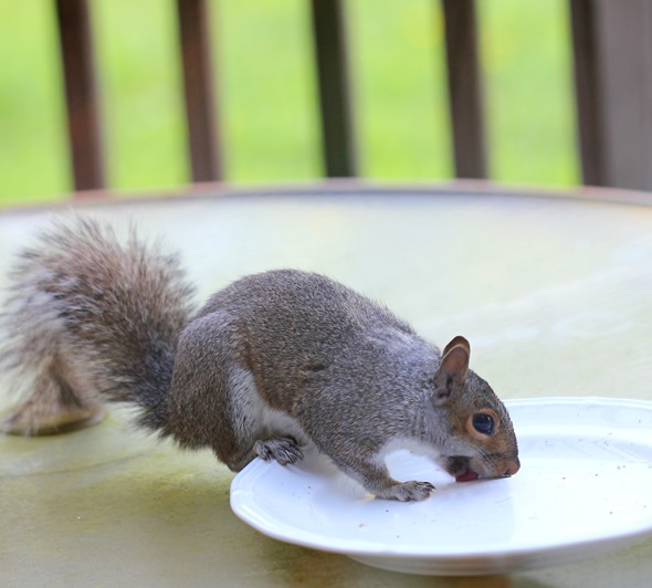 squirrel eating