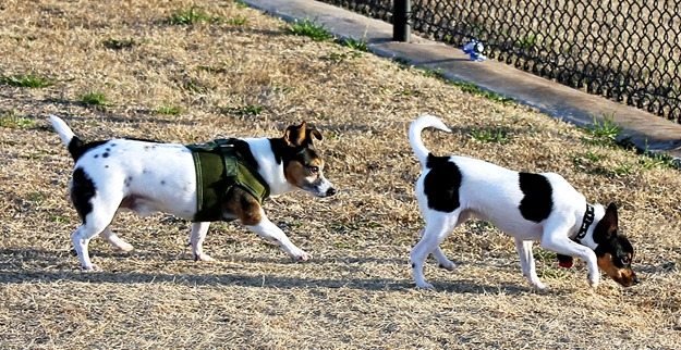 toy fox terriers