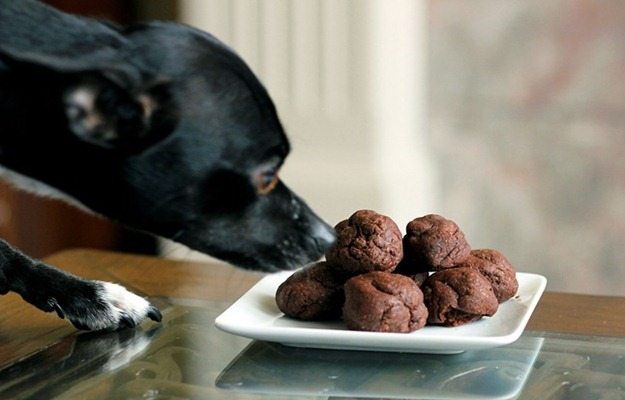 Dog eating cookies