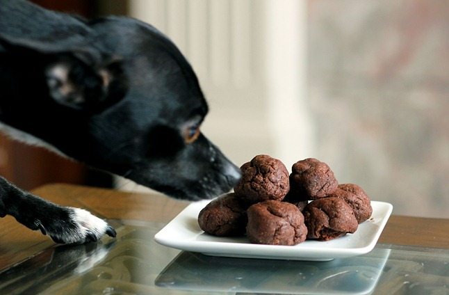 dog eats cookies